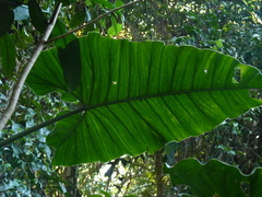 Philodendron deflexum