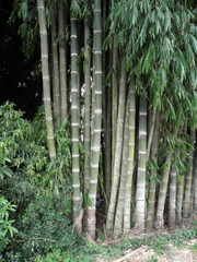 Bambusa vulgaris