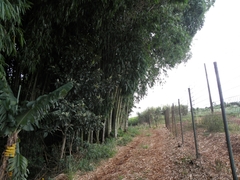 Bambusa vulgaris