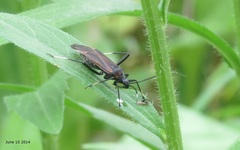 Gigantomiris jupiter