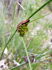 Mesomelaena tetragona