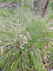 Mesomelaena tetragona