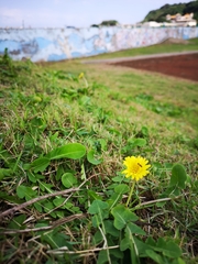 Taraxacum formosanum