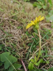 Taraxacum formosanum
