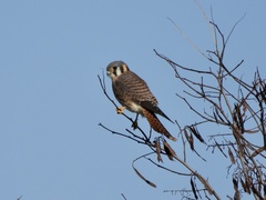 Falco sparverius