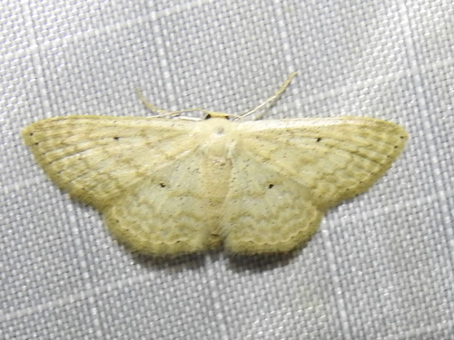 Scopula benitaria photo 2