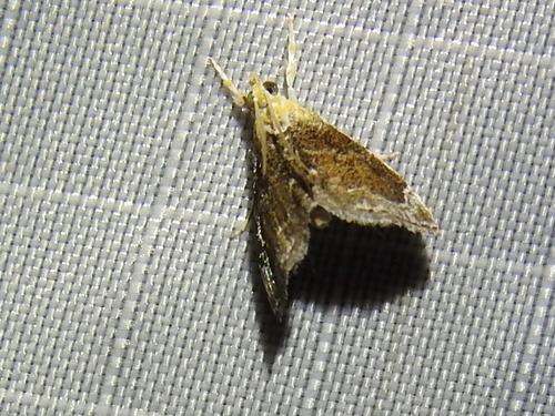 Mantled Lipocosma photo 2