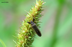 Pachygrontha antennata
