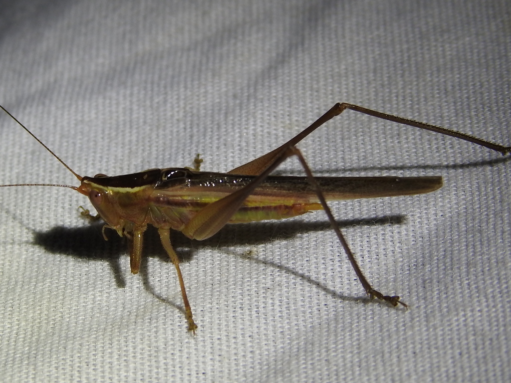 Arizona meadow katydid