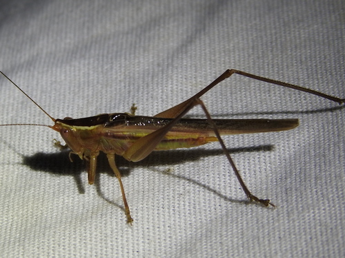 Arizona meadow katydid