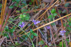 Burmannia biflora