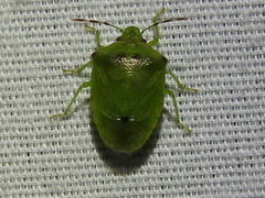Thyanta maculata