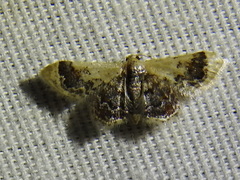 Idaea asceta