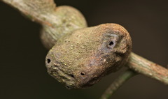 Asphondylia morindae