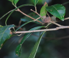 Asphondylia morindae