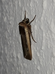 Ochropleura leucogaster
