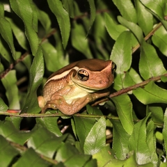 Trachycephalus mesophaeus
