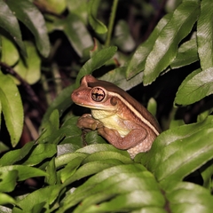 Trachycephalus mesophaeus