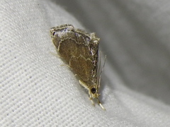 Glaphyria peremptalis