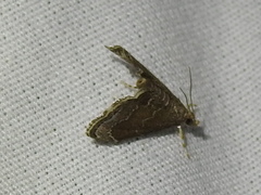 Glaphyria peremptalis