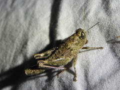 Phaulotettix
