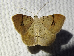 Frederickia flaviterminata