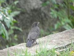 Gnorimopsar chopi