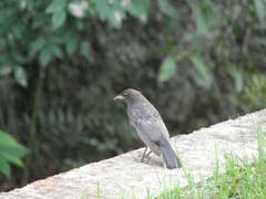 Gnorimopsar chopi