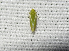 Alconeura fulminea