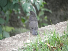 Gnorimopsar chopi