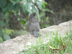 Gnorimopsar chopi