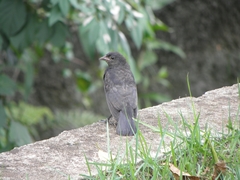 Gnorimopsar chopi