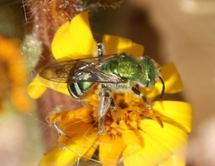 Agapostemon obliquus