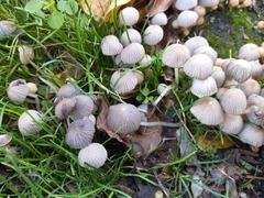Coprinellus