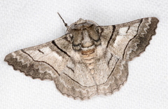 Hypobapta diffundens