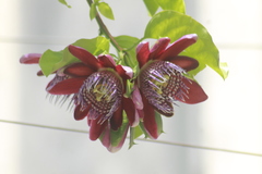 Passiflora alata