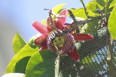 Passiflora alata