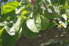 Passiflora alata