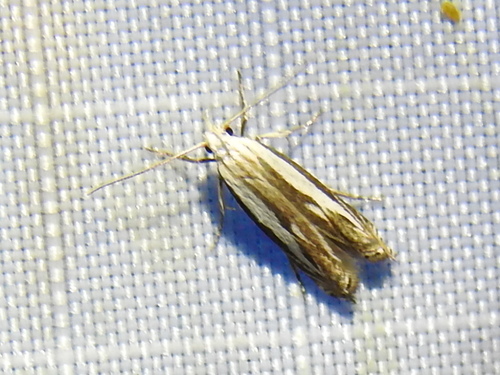 Polyhymno acaciella