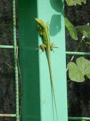 Anolis