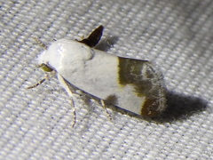 Acontia cretata