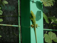 Anolis