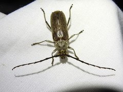 Gnaphalodes trachyderoides