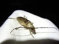 Gnaphalodes trachyderoides