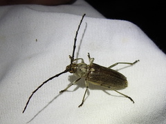 Gnaphalodes trachyderoides