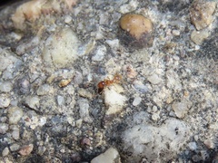 Pheidole tysoni