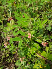 Indigofera trita
