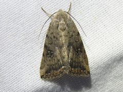 Micrathetis triplex