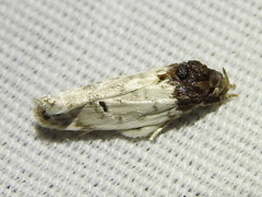 Antaeotricha irene