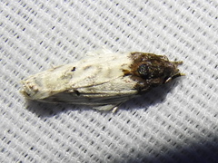 Antaeotricha irene
